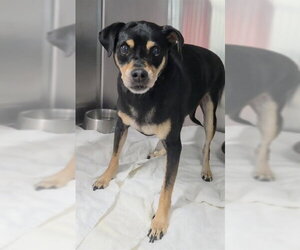 Mutt Dogs for adoption in Fort Lauderdale, FL, USA