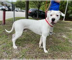 Small #5 American Pit Bull Terrier Mix