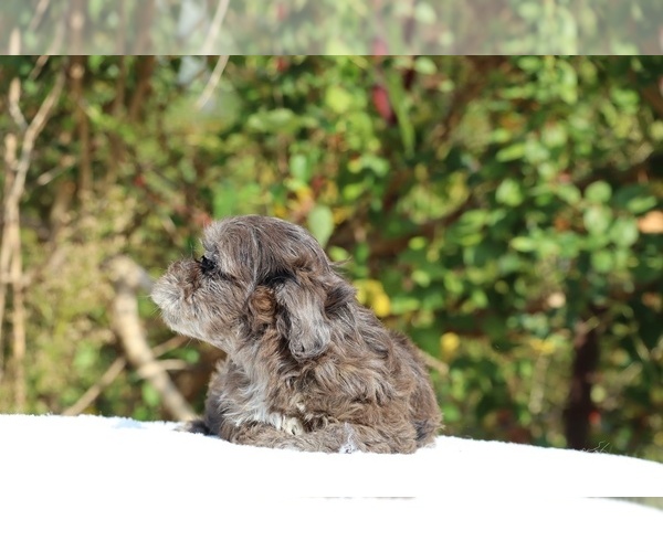 Medium Photo #19 ShihPoo Puppy For Sale in DYERSBURG, TN, USA