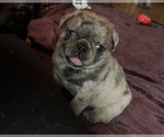 Small Photo #91 Pug Puppy For Sale in BLOOMINGTON, IL, USA