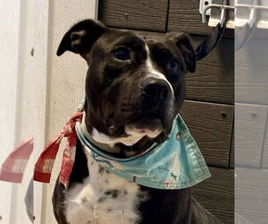 Medium American Staffordshire Terrier