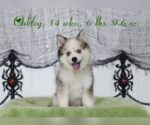 Puppy 1 Pomsky