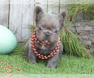 French Bulldog Puppy for sale in NAPLES, FL, USA