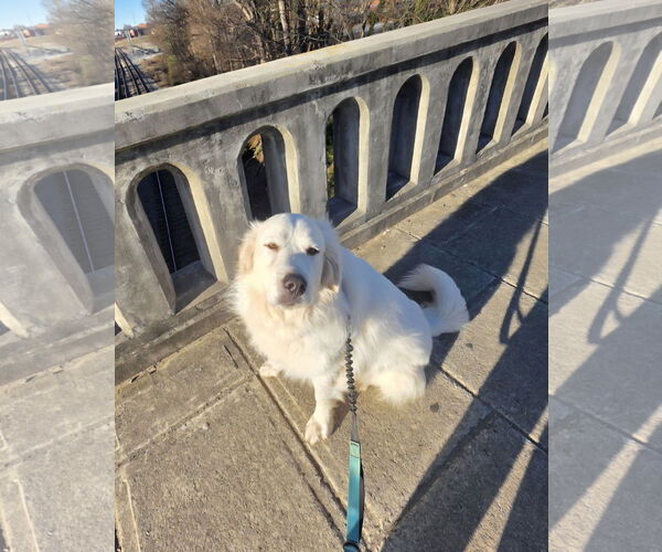 Medium Photo #8 Great Pyrenees Puppy For Sale in Thomasville, NC, USA