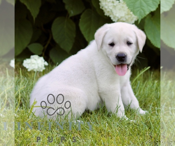 Medium Photo #6 Labrador Retriever Puppy For Sale in PARADISE, PA, USA