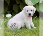 Small #5 Labrador Retriever