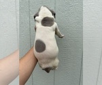 Small #4 Great Dane