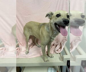 German Shepherd Dog-Unknown Mix Dogs for adoption in Modesto, CA, USA