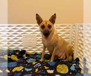 Medium Feist Terrier Mix