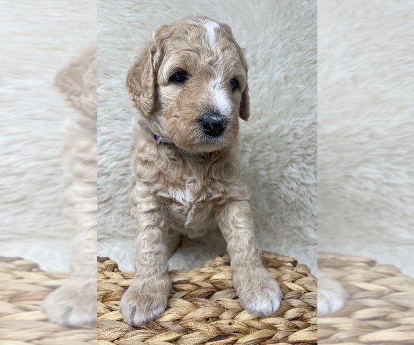 Medium Photo #28 Double Doodle Puppy For Sale in PIERSON, FL, USA
