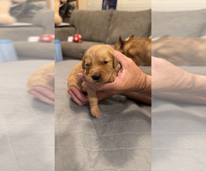 Medium Golden Retriever