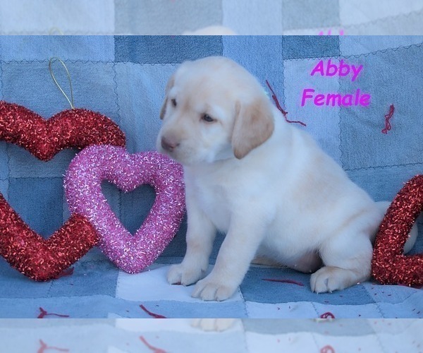 Medium Photo #19 Labrador Retriever Puppy For Sale in BRIDGEWATER, VA, USA