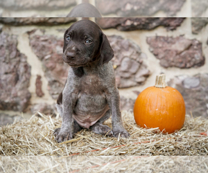 German Shorthaired Pointer Puppy for sale in HANOVER, PA, USA