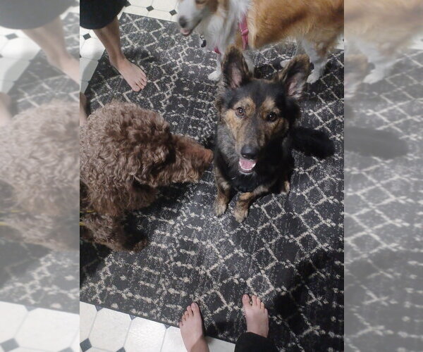 Medium Photo #4 German Shepherd Dog Puppy For Sale in Springdale, PA, USA