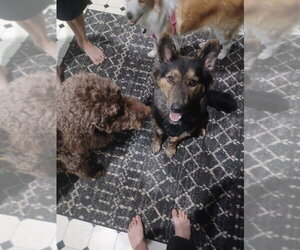 River - Female German Shepherd Dog Dog for Adoption - Photo #4