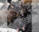 Small Photo #4 German Shepherd Dog Puppy For Sale in Springdale, PA, USA