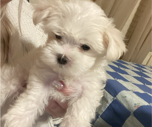 Maltese Puppy for sale in BLOOMINGTON, IN, USA