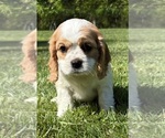 Small Photo #4 Cavalier King Charles Spaniel Puppy For Sale in FAIR HAVEN, MI, USA