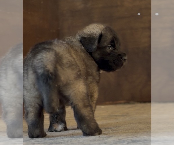 Medium Photo #21 Mastiff-Pyrenean Mastiff Mix Puppy For Sale in RHOME, TX, USA