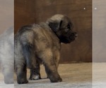 Small Photo #21 Mastiff-Pyrenean Mastiff Mix Puppy For Sale in RHOME, TX, USA