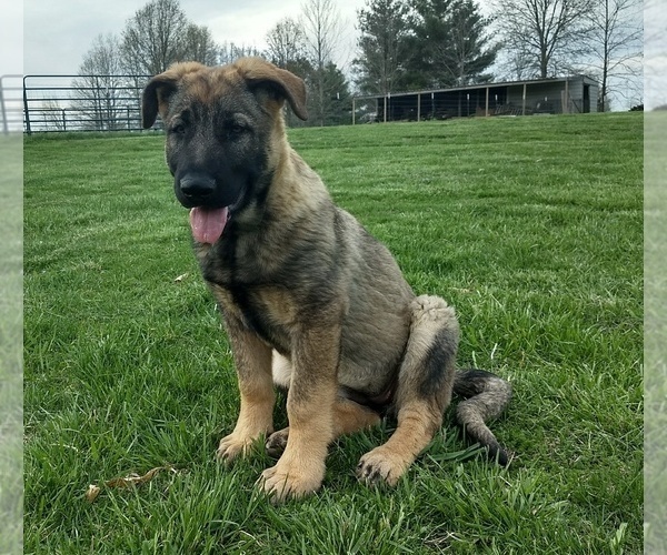 Medium Photo #3 German Shepherd Dog Puppy For Sale in AVA, MO, USA