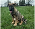 Small Photo #3 German Shepherd Dog Puppy For Sale in AVA, MO, USA
