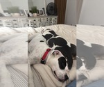 Small #3 American Pit Bull Terrier Mix