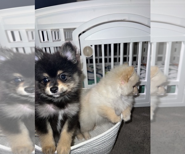 Medium Photo #18 Pomeranian Puppy For Sale in LAUREL, MD, USA