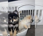 Small #17 Pomeranian