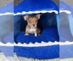 Small #2 Chihuahua