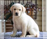 Small #3 Labrador Retriever
