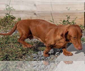 Rosie in TN - Female Dachshund Dog for Adoption - Photo #9