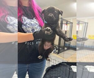 Mutt Dogs for adoption in Calgary, Alberta, Canada