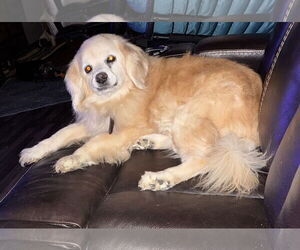 Bucky - Male Golden Cocker Retriever Dog for Adoption - Photo #4