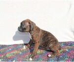 Small Photo #7 Boxer Puppy For Sale in BLOOMINGTON, IN, USA