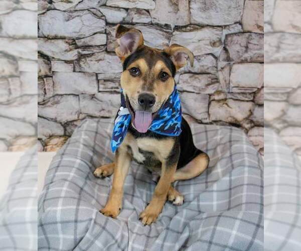 Medium Photo #2 Mutt Puppy For Sale in Kennesaw, GA, USA