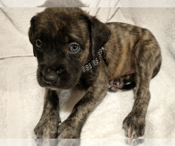 Medium Photo #1 Daniff Puppy For Sale in MARSHALL, AR, USA