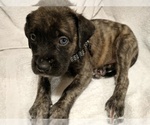 Puppy Wavy Brindle Daniff