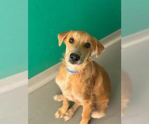 German Shepherd Dog-Unknown Mix Dogs for adoption in Visalia, CA, USA