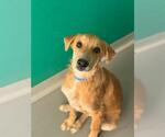 Small German Shepherd Dog Mix