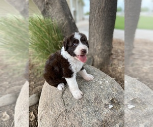 Aussiedoodle Puppy for sale in GILBERT, AZ, USA
