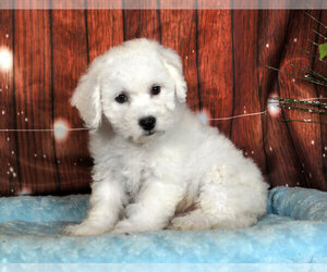 Bichon Frise Puppy for sale in PENNS CREEK, PA, USA