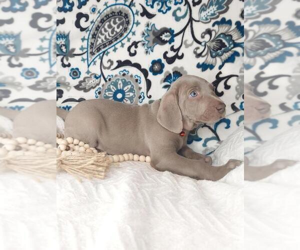 Medium Photo #3 Weimaraner Puppy For Sale in LEWISBURG, KY, USA