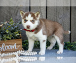 Puppy Nori Siberian Husky