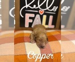 Small #2 Goldendoodle