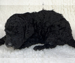 Small Photo #4 Poodle (Standard) Puppy For Sale in COMMERCE, GA, USA