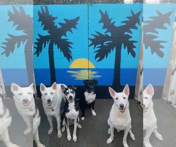 Medium Photo #3 Unknown-white german shepherd Mix Puppy For Sale in Newport Beach, CA, USA