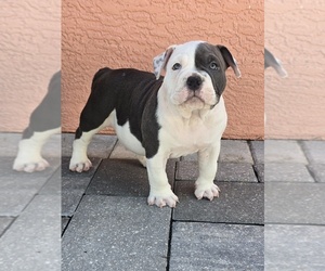 American Bully Puppy for sale in NORTH PORT, FL, USA