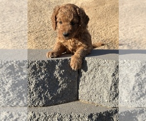 Medium Goldendoodle (Miniature)