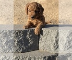 Small Goldendoodle (Miniature)